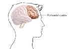 prefrontal-cortex